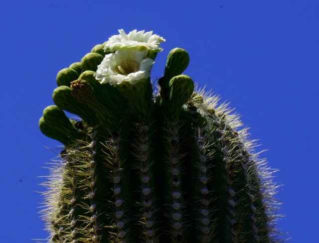 Saguaro blossoms against a deep blue desert sky